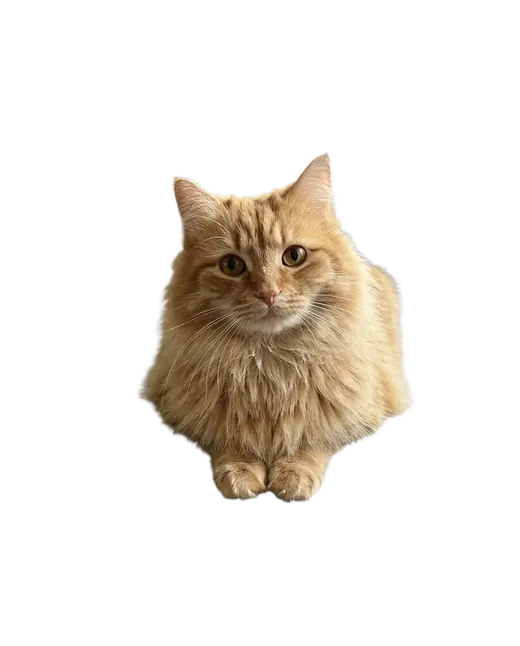 Кот — для стикера или открытки